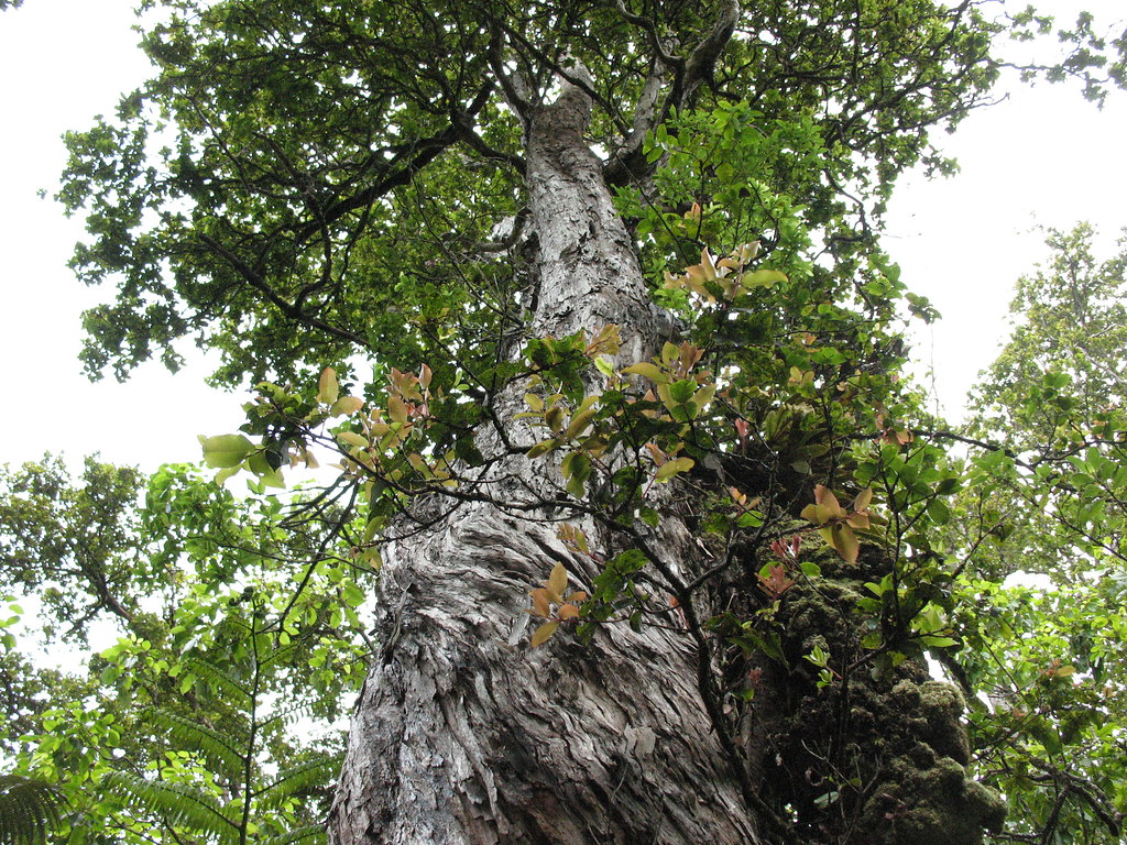 Ohia in Laupahoehoe, Hawaii Photo credit USFS Forest Global Earth