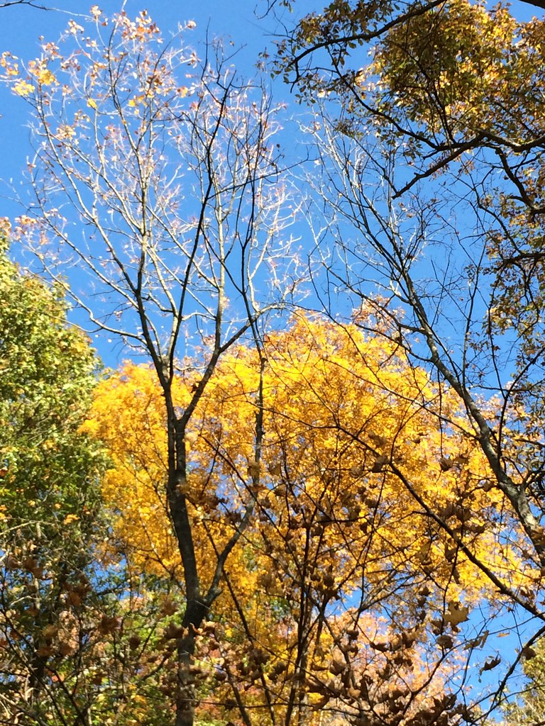 Castlewood Park Fall 2014 12 fall castlewood Flickr