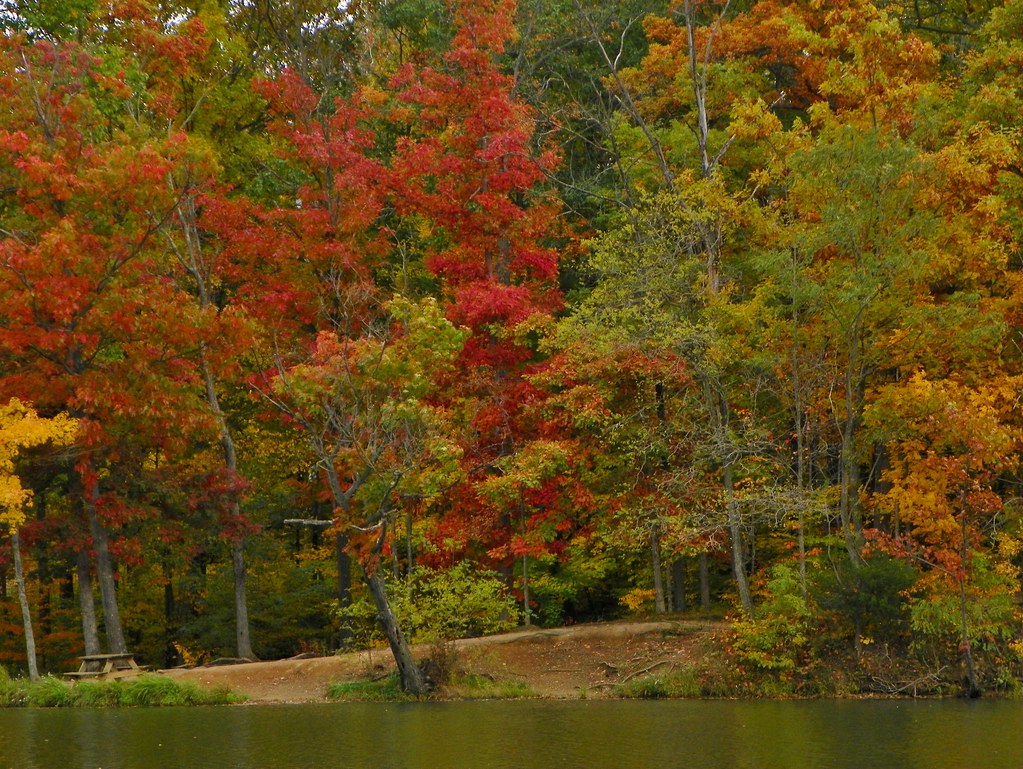 Hominy Ridge Lake Located in Salamonie State Froest Michael