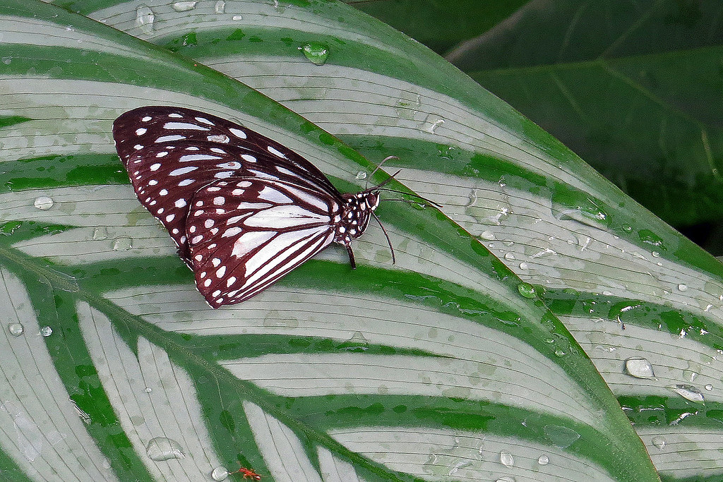 Paper Kite Butterfly Calgary Zoo Nancy Chow Flickr