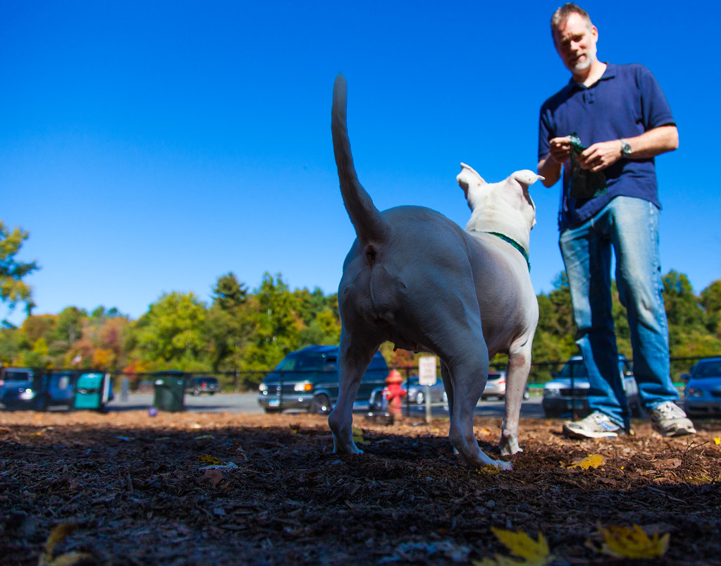 Dog Park oct 201421 At the Granby, CT Dog Park Oct 2014 kevin s