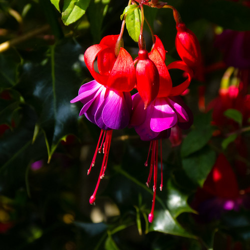 Red and purple fuchsia flower David Flickr