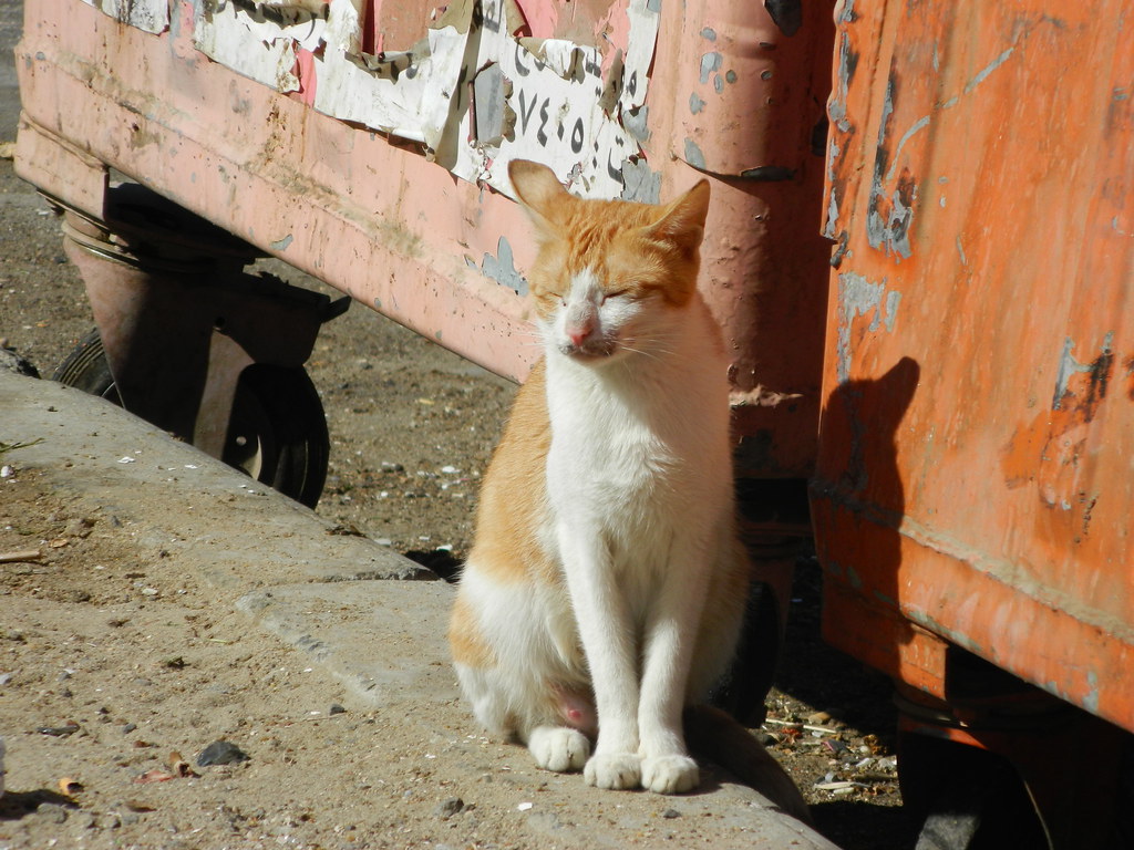 kuwait cat 1 wayne legg Flickr