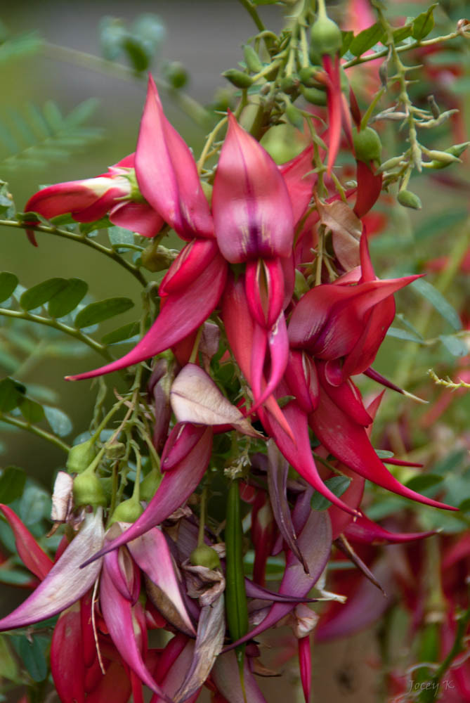 kowhai In the Ilam gardens the Home Of World Famous Azalea… Flickr
