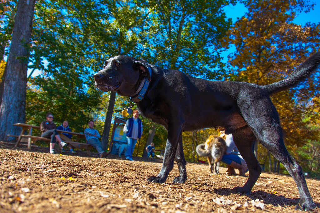 Dog Park oct 201412 At the Granby, CT Dog Park Oct 2014 kevin s