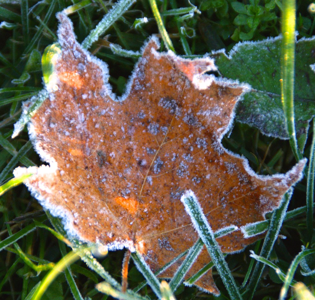 Frosty Fall Nature Burlington Flats NY silviadc Flickr