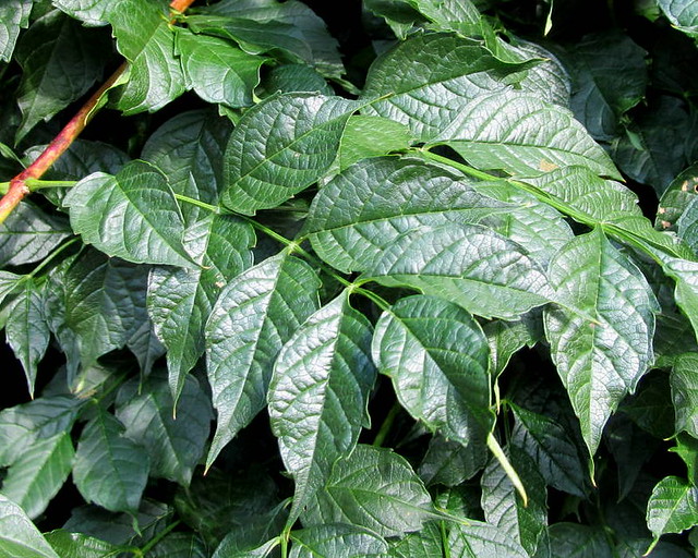 TRUMPET VINE LEAVES..... Campsis Radicans The green leav… Flickr