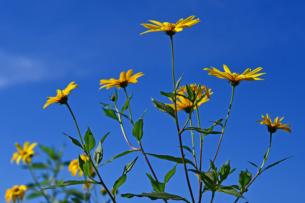 » Can Chickens Eat Jerusalem Artichokes? Is It Safe?