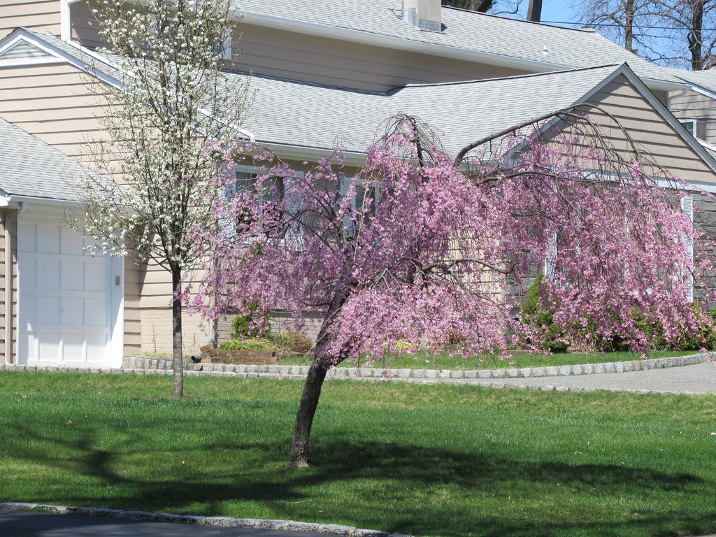 Cherry Blossom Tree, Forest Avenue, West Caldwell, NJ Flickr