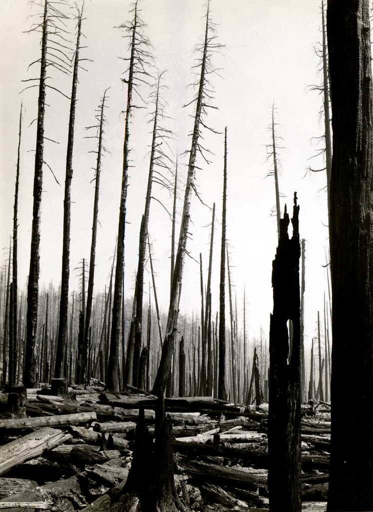 1939. Reburn of logged area in Tillamook Burn, Oregon. No… Flickr