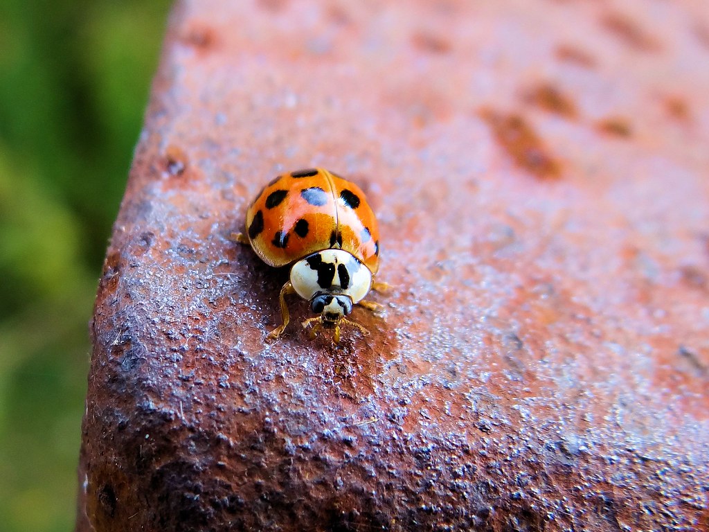A real Ladybug Randy Siler Flickr