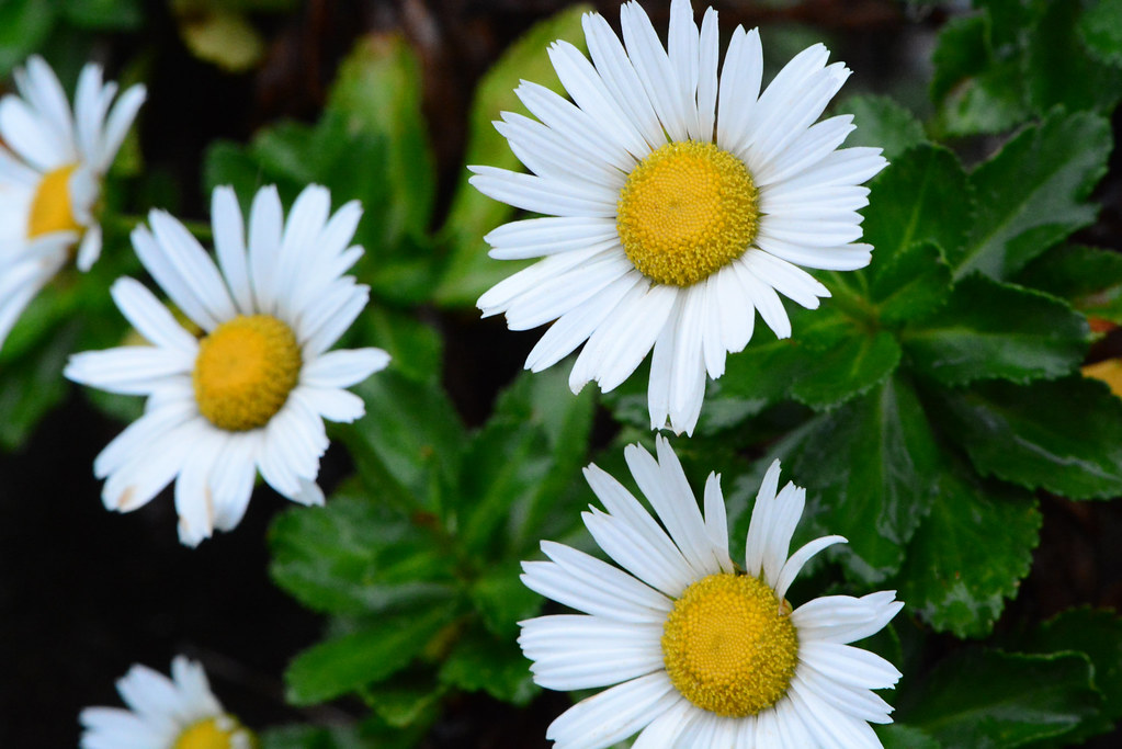 ハマギク Nippon daisy 和名(Japanese name)： 浜菊 はまぎく Hamagiku 英名(… Flickr