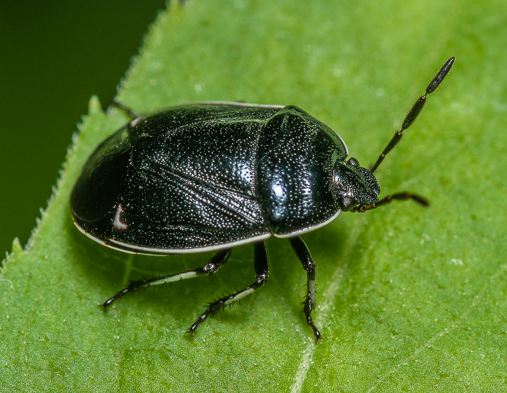 Whitemargined Burrower Bug Sehirus cinctus (Cydnidae) 1… Flickr