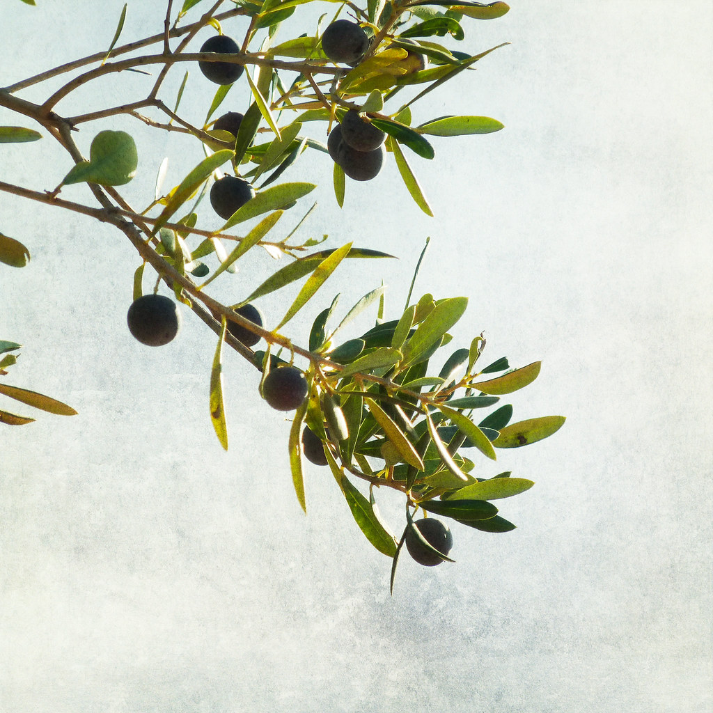 Olive branch on a tree .. imagine . who loves Olives like … Flickr