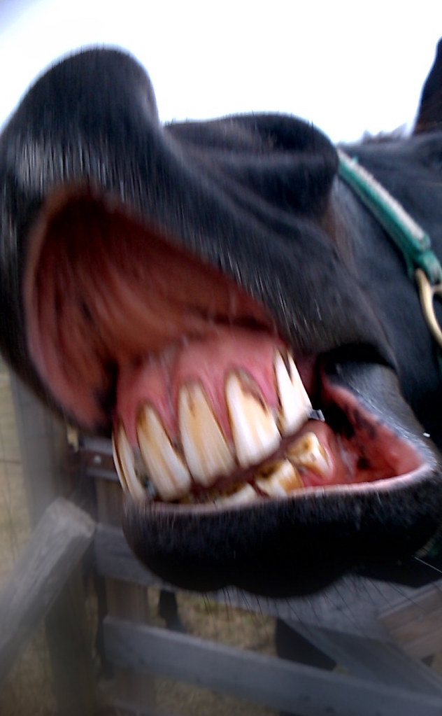 Galvayne's groove Galvayne's groove nicely visible on this… Flickr