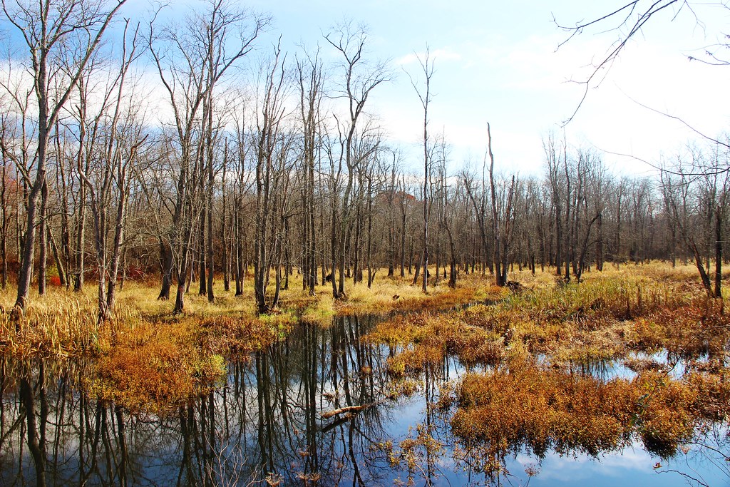 Nov 10, 2014 026 Swamp River near Dover Plains,NY Sandra Conlin