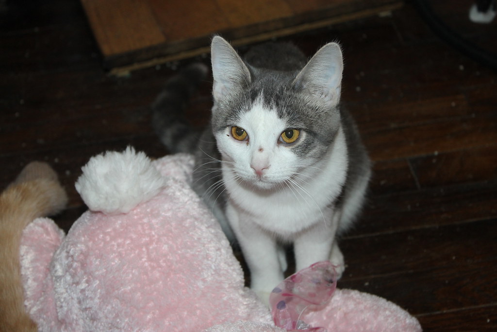 Kittens and Cats at the Crafty Cat Rescue (Ann Arbor, Mich… Flickr