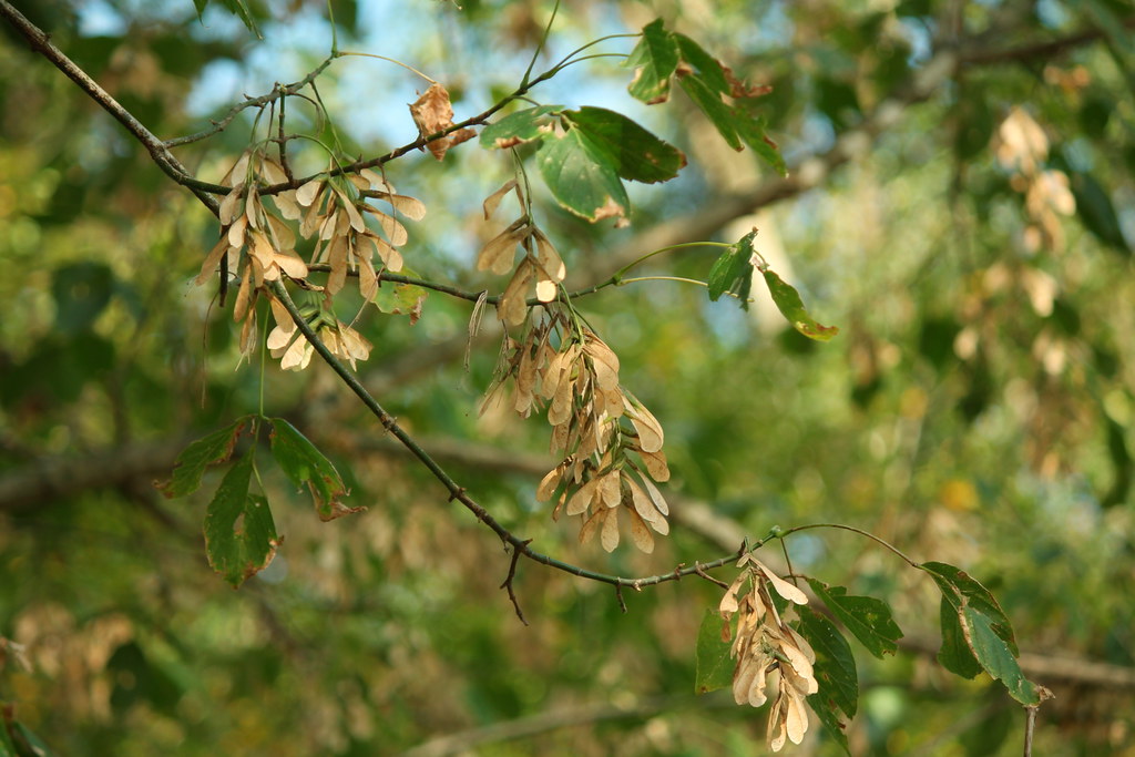 Boxelder (Acer negundo) Native species. plants.usda.gov/co… Flickr