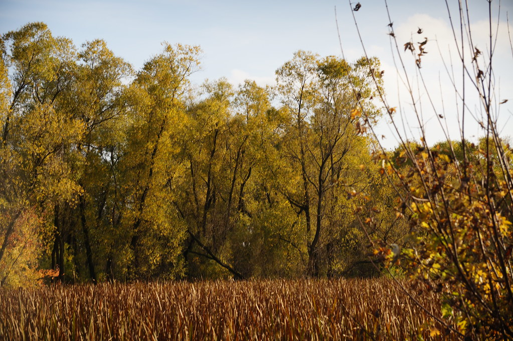 549 WilkinsonRenwick Marsh Dekalb County Illinois October… Flickr