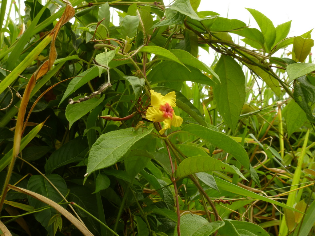 Mandevilla subsagittata, Apocynaceae Andreas Kay Flickr