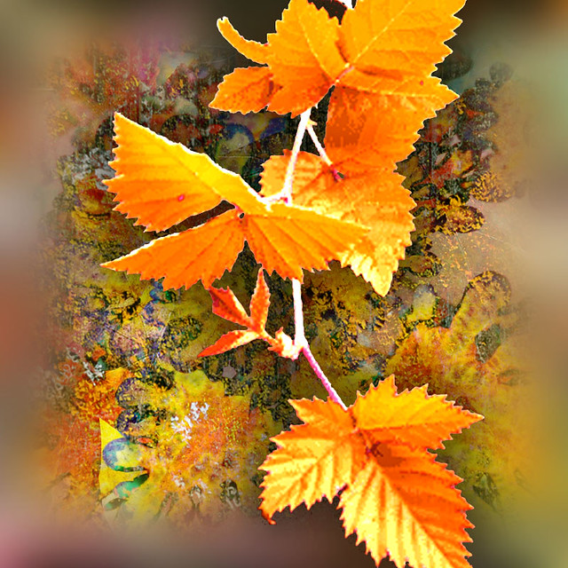 Blackberry leaves EXPLORE Worthy, Challenge 61 YELLOW, O… Flickr