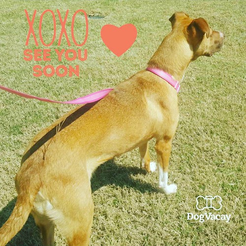 dogvaycay liberationintruth dog boarding dogboarding … Flickr