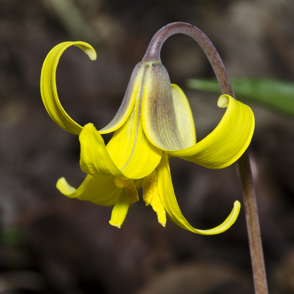 Erythronium americanum (Yellow Trout Lily) Liliaceae Flickr