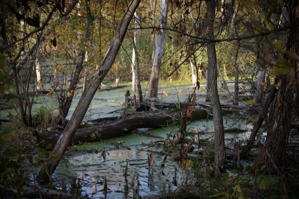 528 WilkinsonRenwick Marsh Dekalb County Illinois October… Flickr
