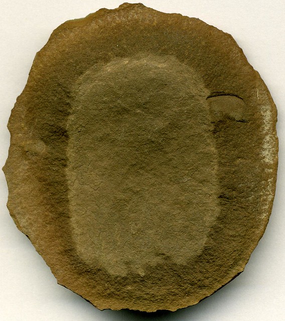 Essexella asherae (fossil jellyfish) (Mazon Creek Lagerstätte, Francis