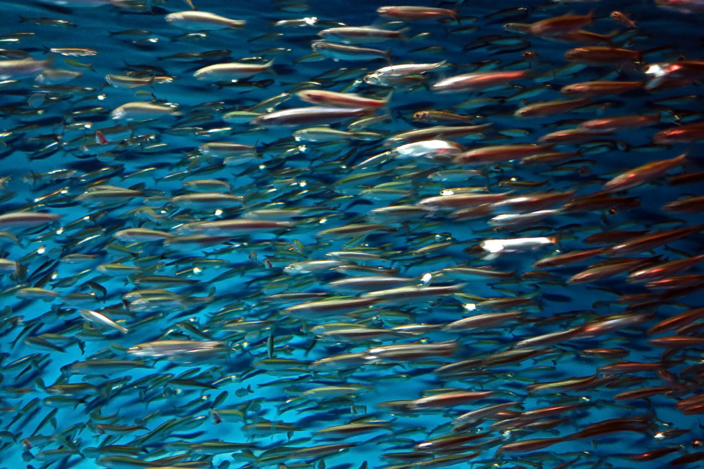 Anchovies Swimming, swimming. At the Monterey Bay Aquarium… Flickr