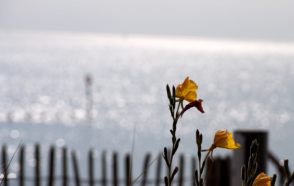 Flower By The Sea Pete A Flickr