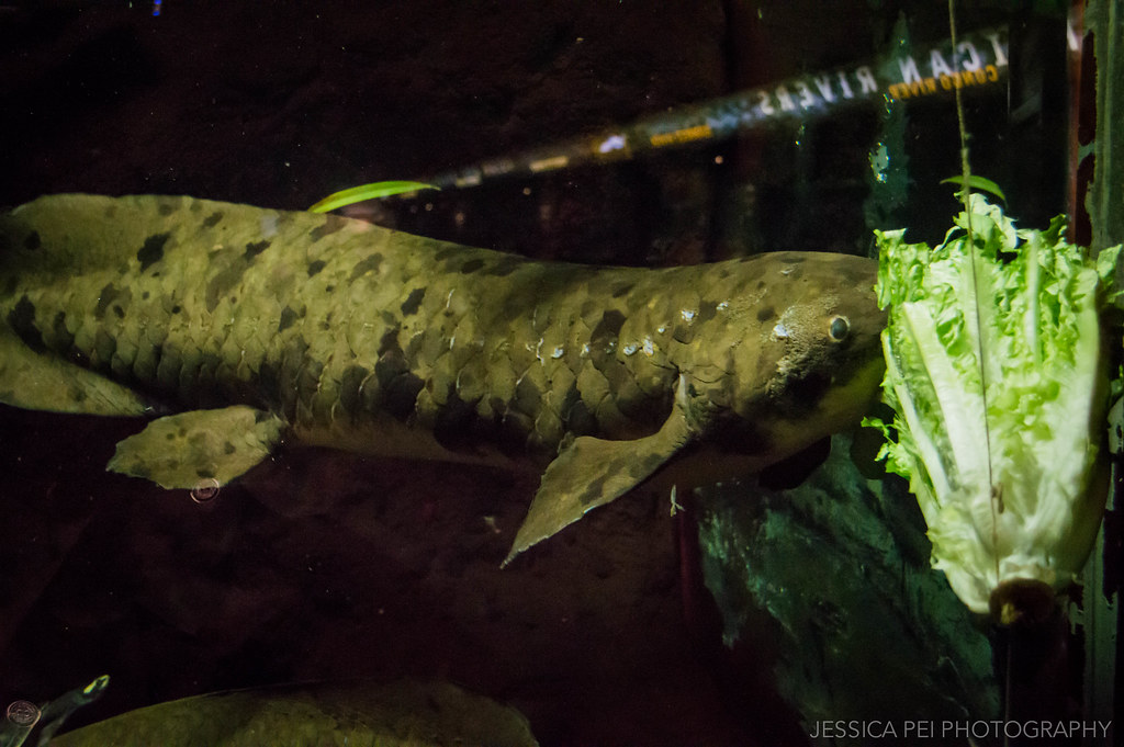 Fish Eating Lettuce in Chicago Shedd Aquarium jessica_pei Flickr