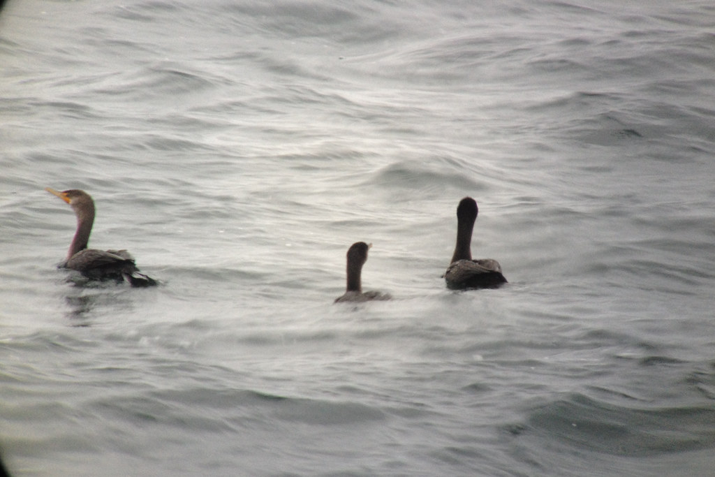 Double crested Cormorants Winsor Dam, Quabbin Park, MA, Oc… Flickr