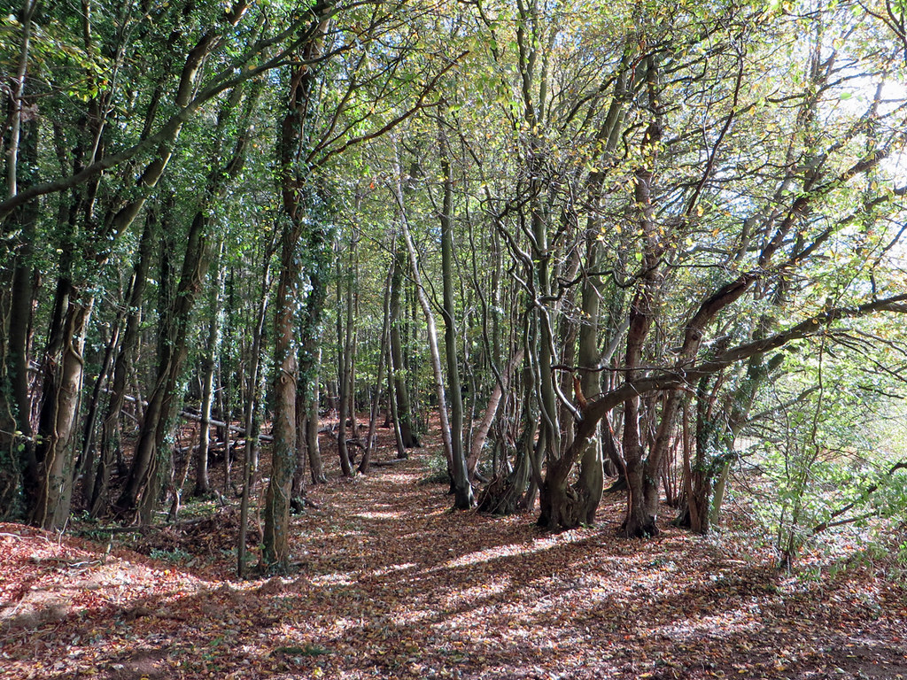 Beechy Bucks Pollards Wood, above Harewood Downs Golf Club… Flickr