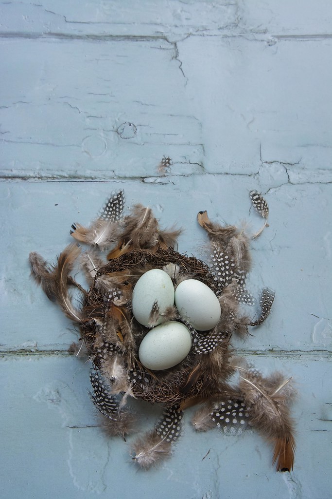Nest of Cotswold blue eggs Beautiful cotswold legbar eggs … Flickr