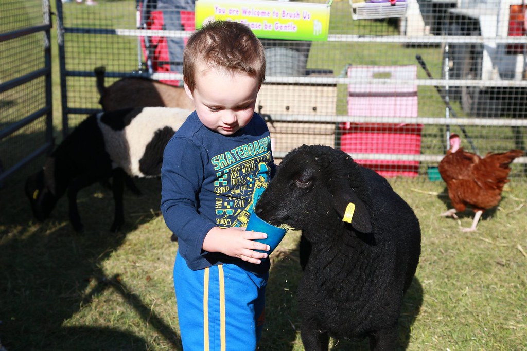 20141018 V8 Superfest Wheelie Bin Race 188 Tim Miller Flickr