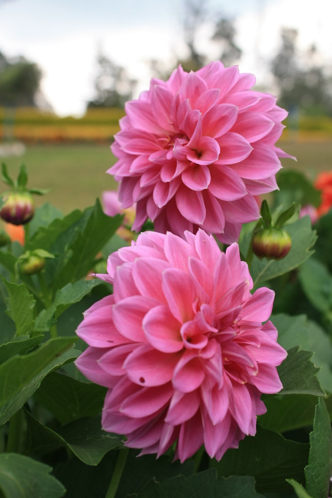 double dahlia Dahlia flowers in full bloom inside Kotagiri… Flickr