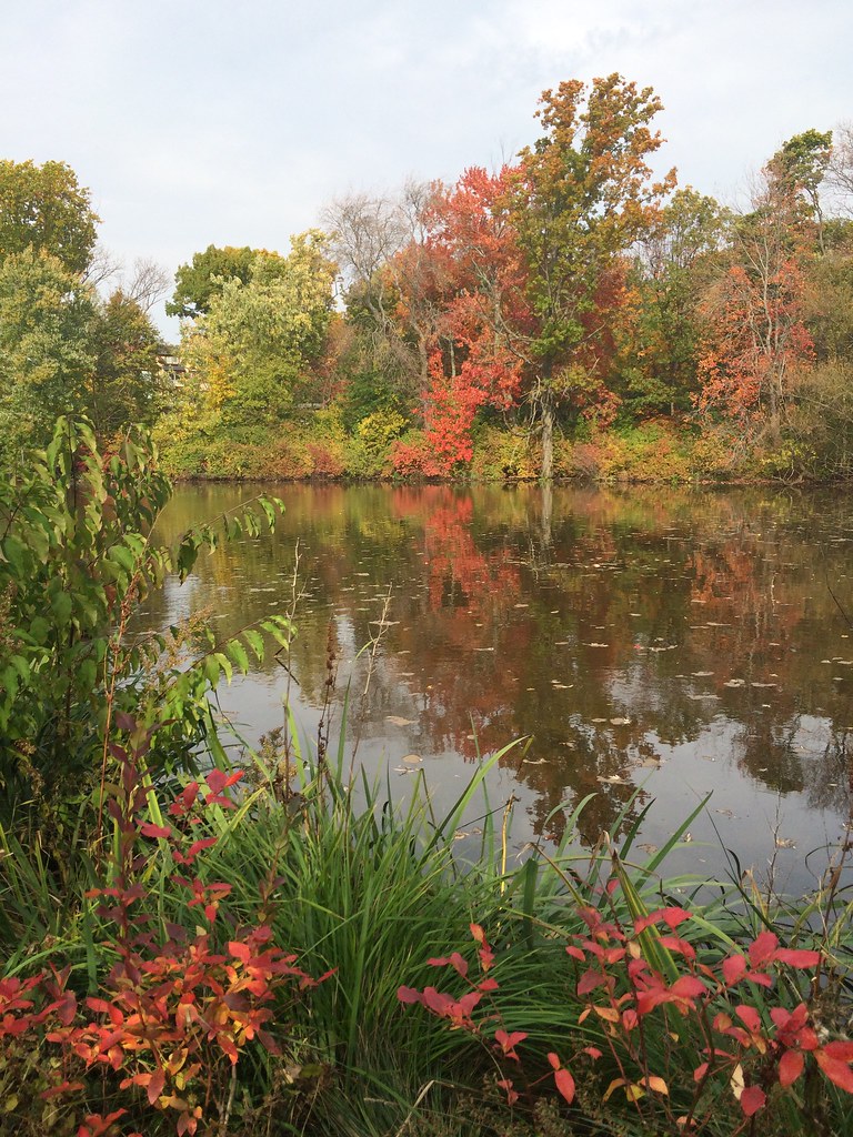 Hall's Pond During my visit to Hall’s Pond I encountered a… Flickr