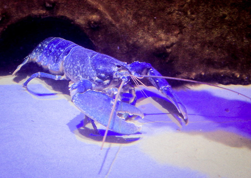 Lobster School trip to the aquarium rlbwilson Flickr