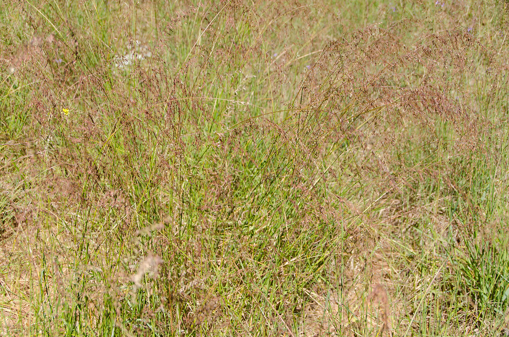 COP weed species perennial veldt grass *Ehrharta calycin… Flickr