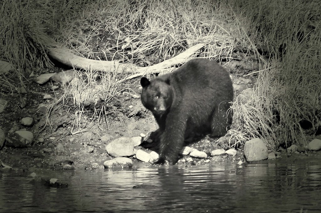 Ketchikan AK Herring Cove bear The bear above was on the… Flickr