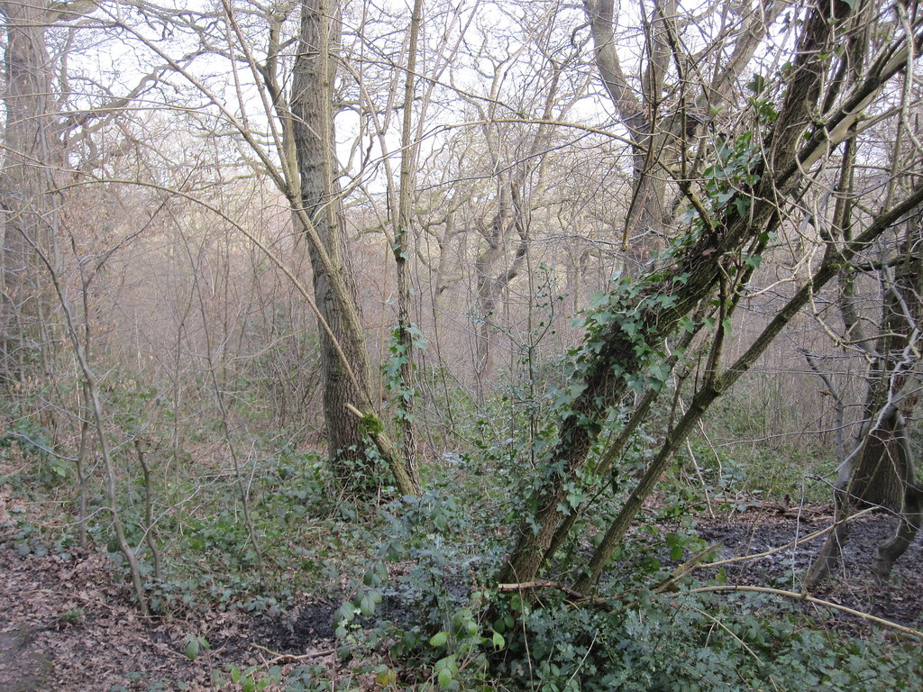 IMG_2365 Olive Branch Flickr