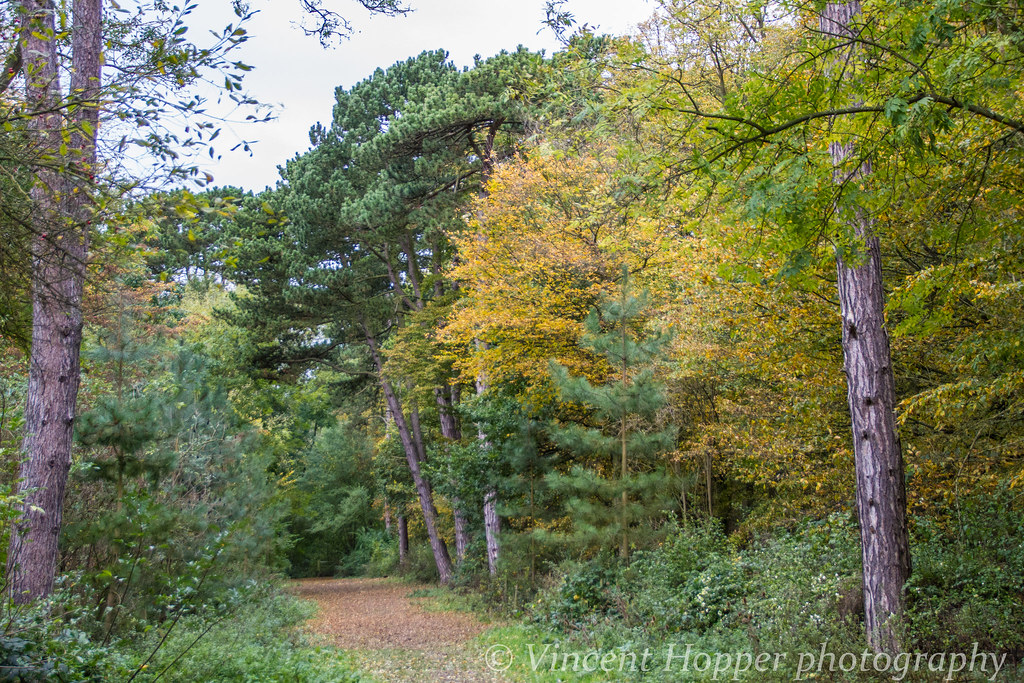 Hinchingbrooke Country Park. vincent hopper Flickr