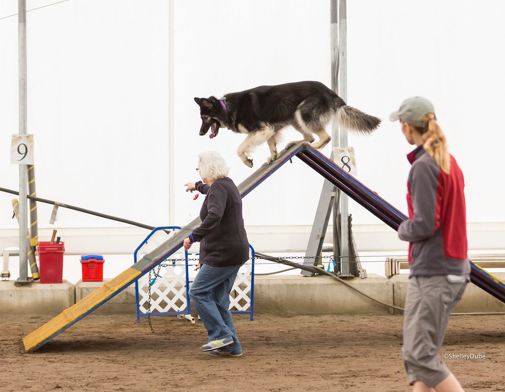 DOGSmart Agility FUN Match October 201469 DOGSmart Training