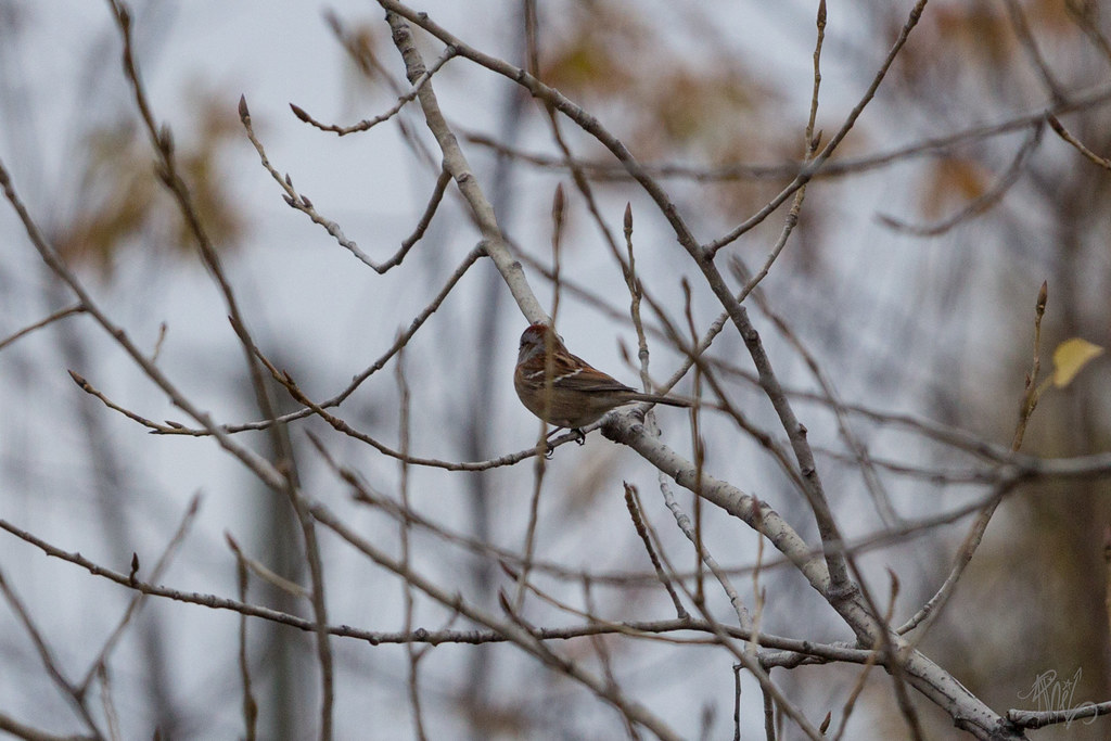 Spizella arborea (Bruant hudsonien) Phil Audet Flickr
