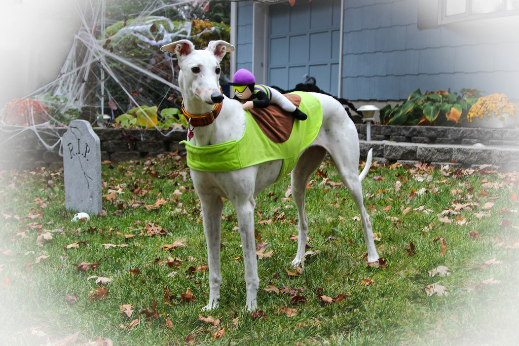 Abbie in her Halloween costume edit Our Greyhound Abbie … Flickr