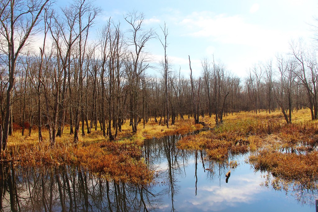 Nov 10, 2014 020 Swamp River near Dover Plains,NY...a grea… Flickr