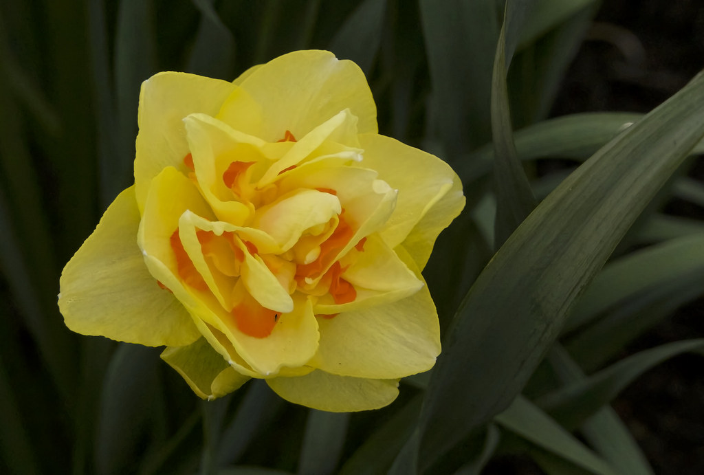Daffodil Murdo Morrison Flickr
