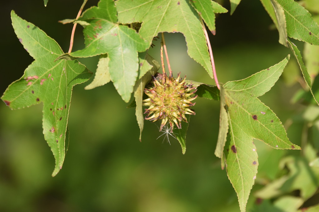 Gumball Liquidambar styraciflua the Sweetgum Tree. They … Flickr