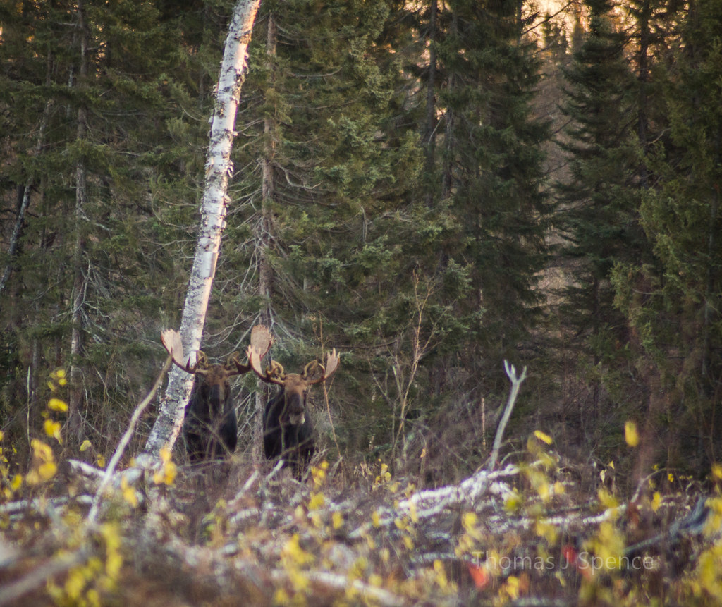 Moose 10/26 Minnesota moose in Superior National Forest ou… Flickr